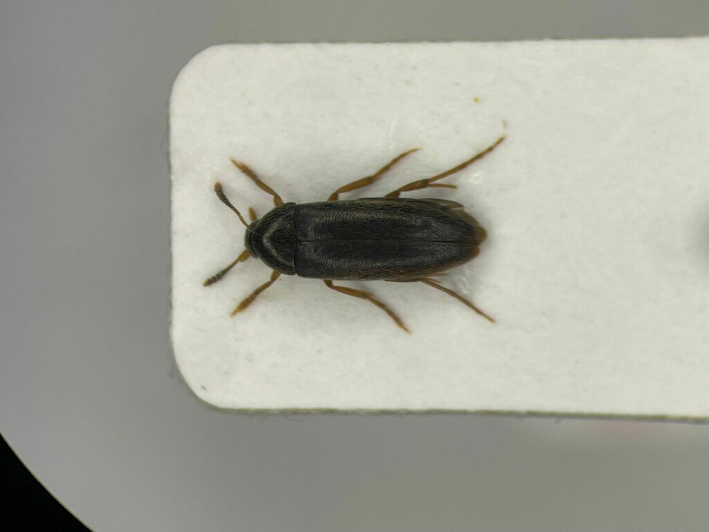 Orchesia ovata