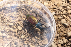 Carabus hispanus