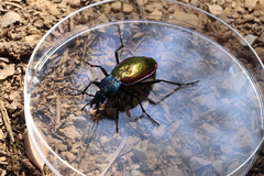 Carabus hispanus