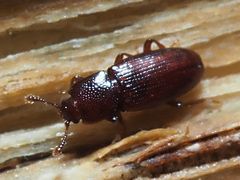 Cerylon ferrugineum