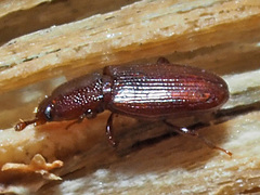 Cerylon ferrugineum