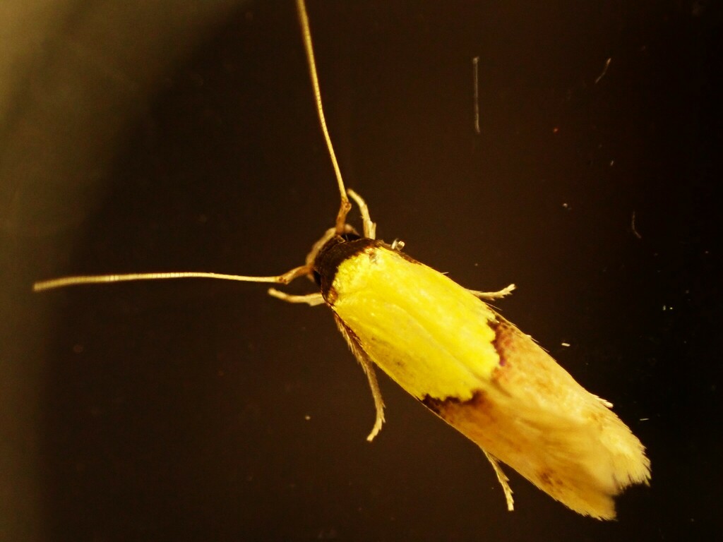 Opogona regressa