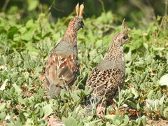 Callipepla douglasii