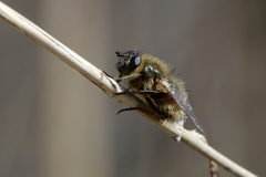 Tachina ursina