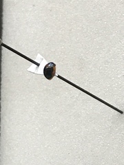 Exochomus marginipennis