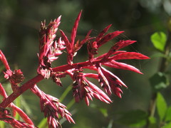 Tillandsia gymnobotrya