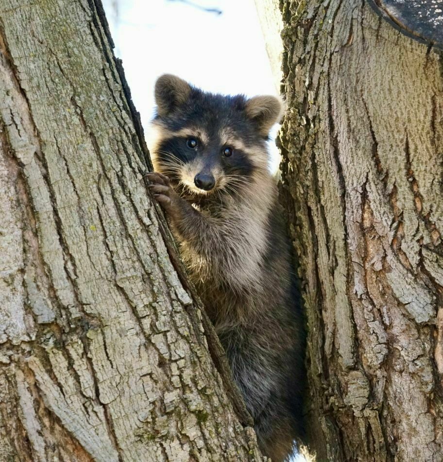 Common Raccoon from Wexford, PA 15090, USA on November 14, 2023 at 04: ...