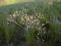 Eriosynaphe longifolia