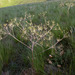 Ferula longifolia - Photo (c) Sergey Mayorov, alguns direitos reservados (CC BY-NC), uploaded by Sergey Mayorov