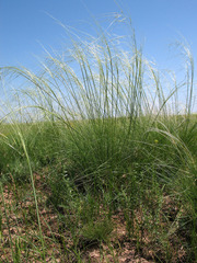 Stipa sareptana