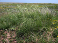 Stipa sareptana