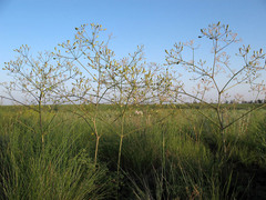 Prangos odontalgica