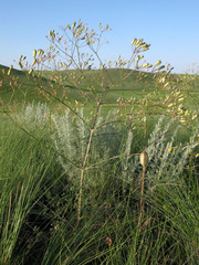 Prangos odontalgica
