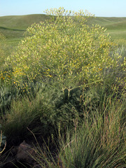 Prangos odontalgica