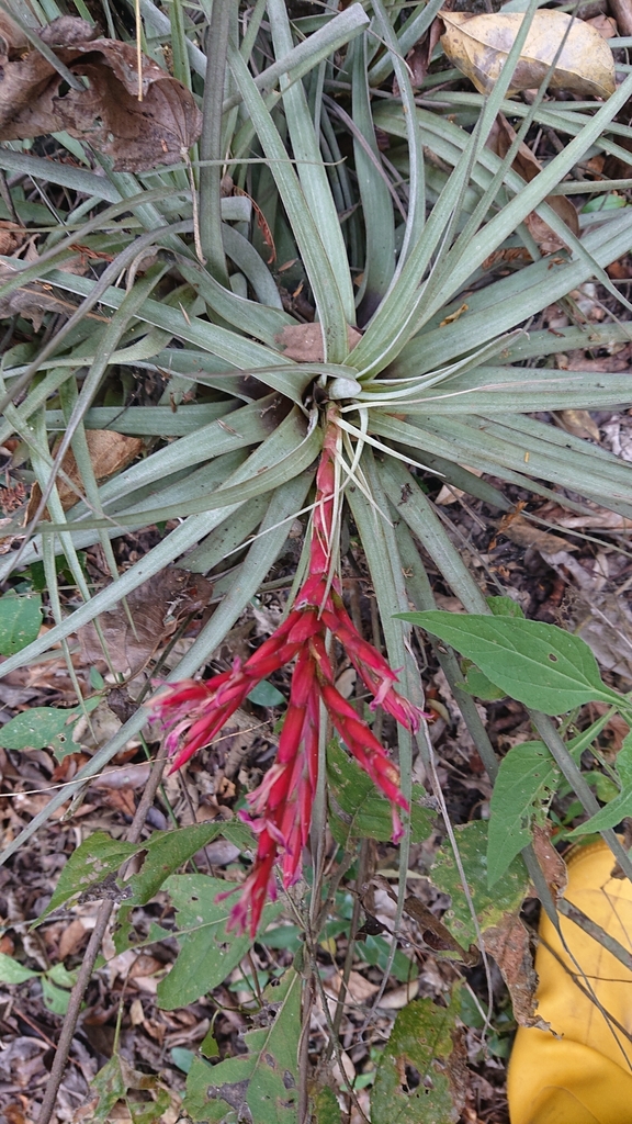 Tillandsia kickiae