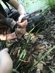 Amphiuma tridactylum