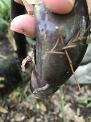 Amphiuma tridactylum