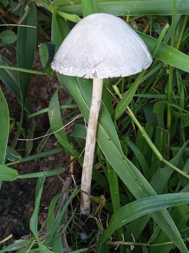 Panaeolus antillarum · March 2022 · photo: © ronyristow (iNaturalist, cc-by)