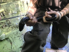 Amphiuma tridactylum