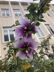 Malva subovata bicolor
