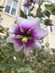 Malva subovata bicolor