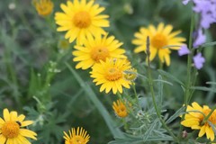 Thymophylla tenuiloba