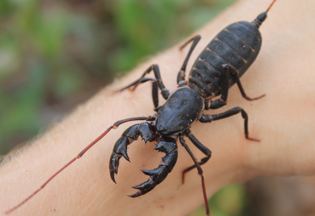 Florida vinegaroon from Martin County, FL, USA on November 12, 2023 by