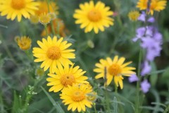 Thymophylla tenuiloba