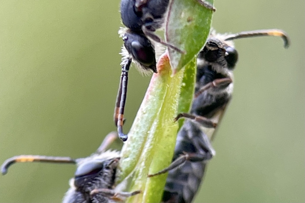 Red-saddled Broad-tongue