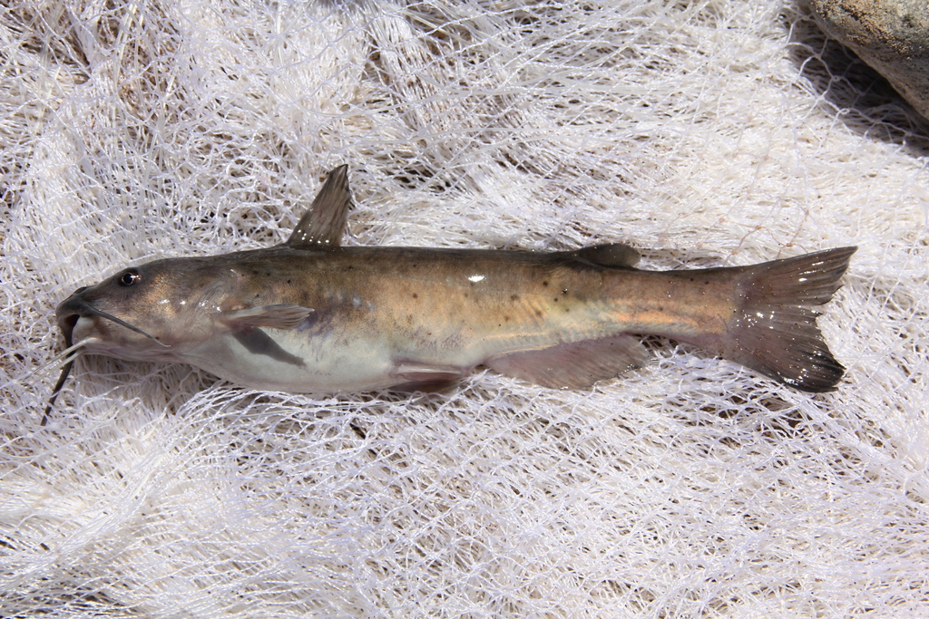 Yaqui catfish (Ictalurus pricei) — Ictaluridae