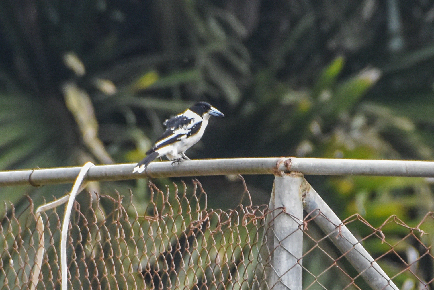 Black-backed Butcherbird (Cracticus mentalis), photo 10