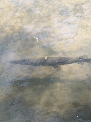 Lepisosteus oculatus