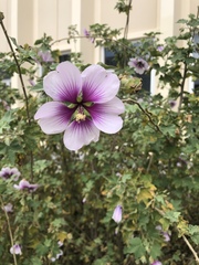 Malva subovata
