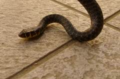 Hierophis viridiflavus