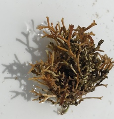 Tricleocarpa fragilis