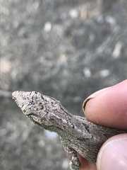 Anolis jubar albertschwartzi
