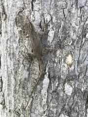 Anolis jubar albertschwartzi
