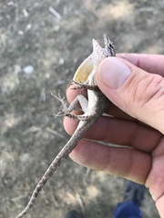 Anolis jubar albertschwartzi