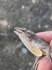 Anolis jubar albertschwartzi