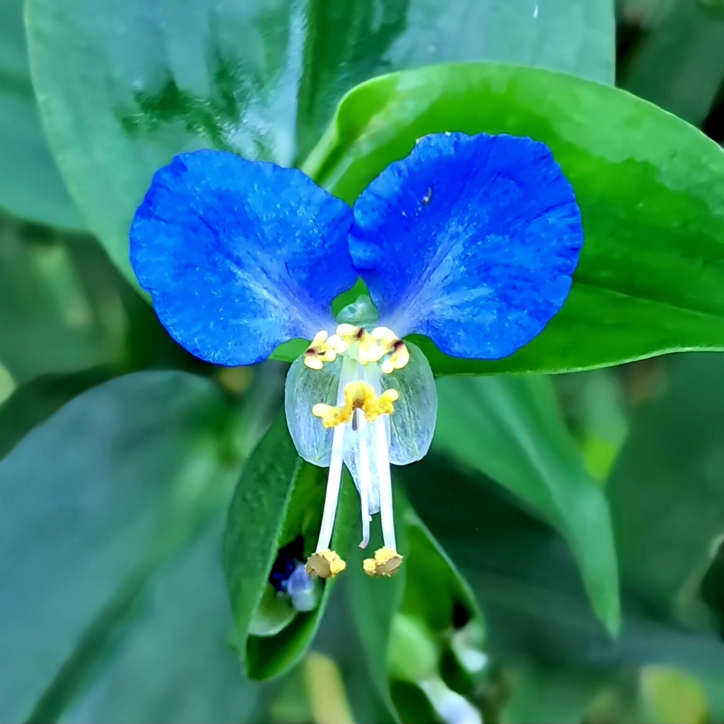 Asiatic dayflower in September 2023 by Riccardo Frati · iNaturalist