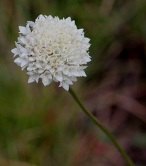 Cephalaria