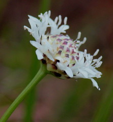 Cephalaria