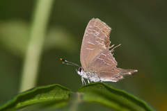Satyrium liparops
