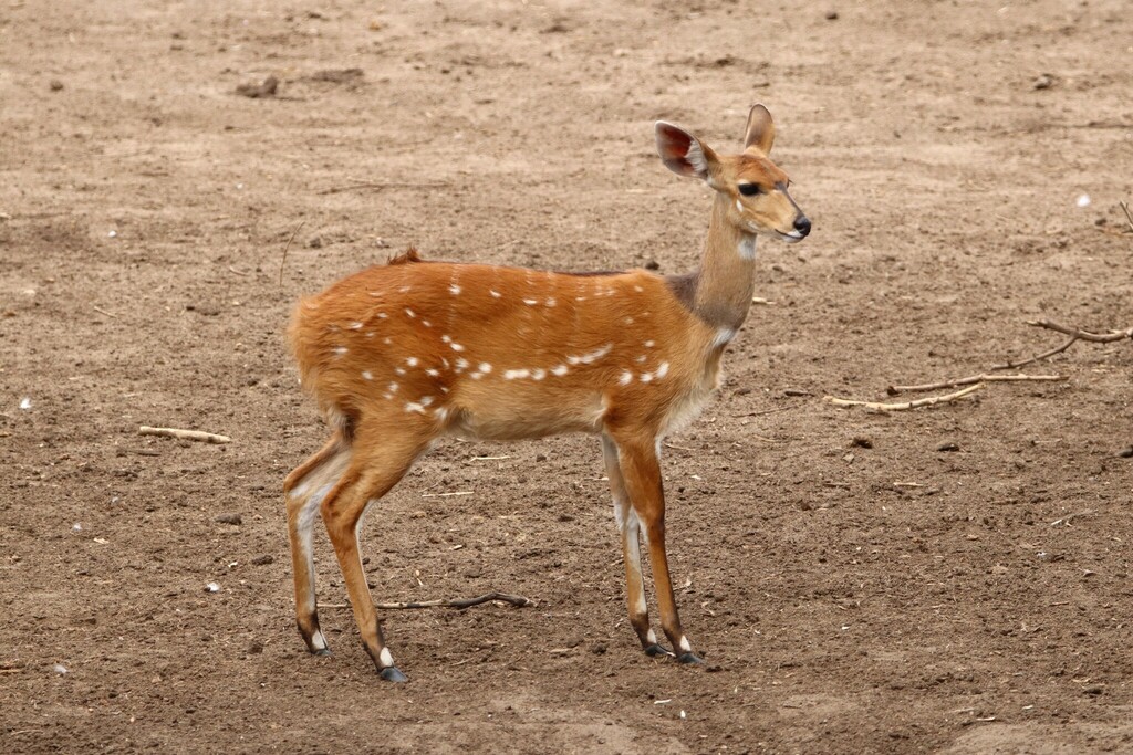 Tragelaphus sylvaticus ornatus, Chobe, Botswana, by patpatasaur