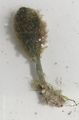 Penicillus dumetosus