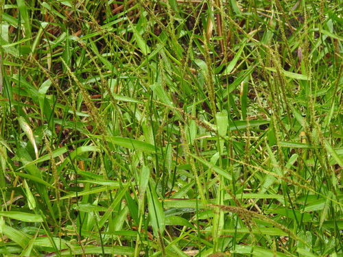 Image of Sacciolepis striata by no rights reserved