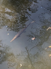 Lepisosteus oculatus