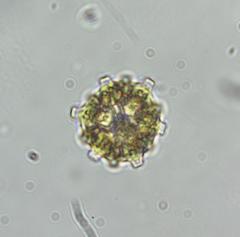 Coelastrum pulchrum