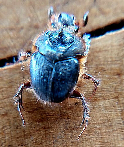 Neoathyreus centralis