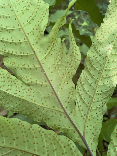 Tectaria incisa